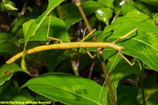 stick insect